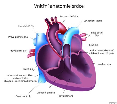 Diagram znázorňujúci zdravé srdce a srdce postihnuté hypertrofiou
