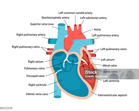 Diagram ľudského srdca s označenými komorami a predsieňami