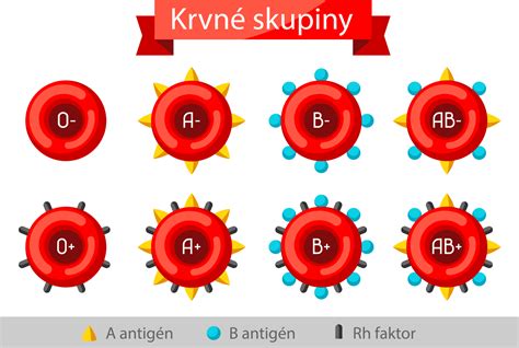 Schéma dedičských skupín