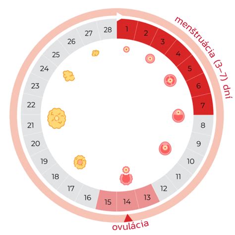 Diagram znázorňujúci zmeny krčka maternice počas menštruačného cyklu