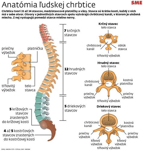 Anatomia krčnej chrbtice