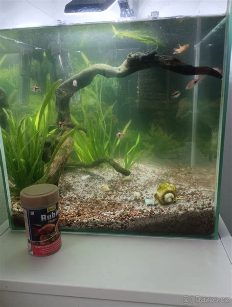 Akvárium s rybkami mečúňmi