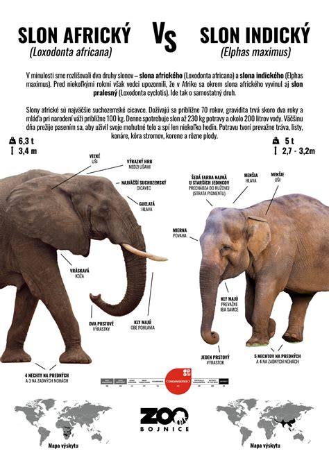 Infografika znázorňujúca rozdiel medzi krátkym a dlhým (long-tail) kľúčovým slovom