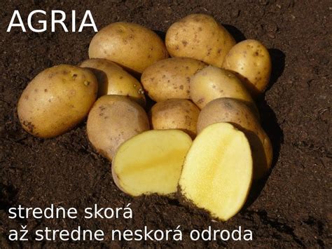 Zemiaky odrody Agria