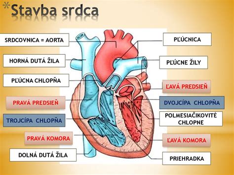 Ilustrácia srdca rozdelené na časti