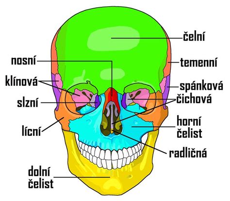 Ilustrácia ľudskej lebky s vyznačenými prínosovými dutinami