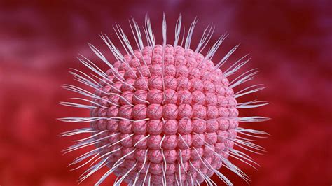 Ilustračná fotografia vírusu varicella zoster