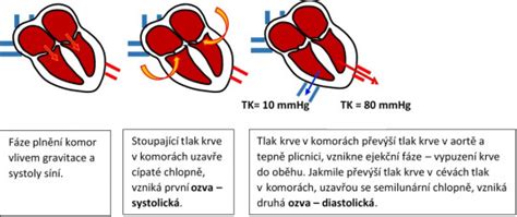 Diagram srdcového cyklu s vyznačenou systolou a diastolou
