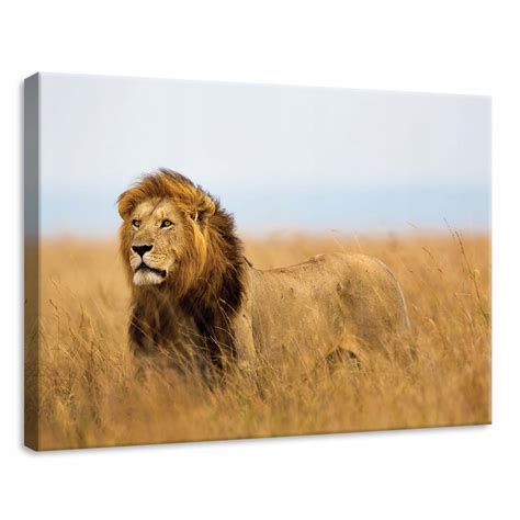 Lev v africkej savane