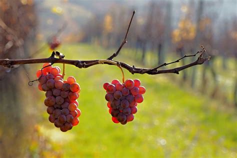 Ilustračné foto viníc v Rači