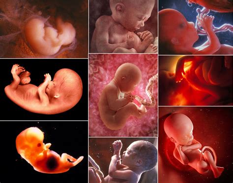 Vývoj embrya od oplodnenia po blastocystu