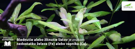 Detail akváriových rastlín produkujúcich bublinky kyslíka