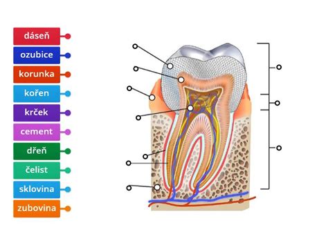 Diagram zobrazujúci štruktúru zubu s vyznačenými koreňovými kanálikmi