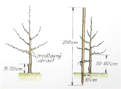 Štíhle vretienko ako forma ovocnej steny