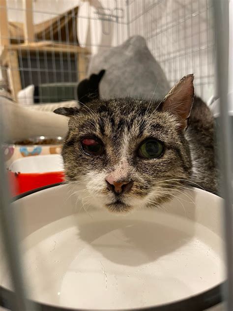 Ilustrácia mačky s viditeľne začervenaným a opuchnutým okom