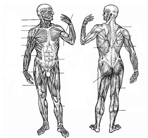 Diagram ukazujúci svaly zapojené pri polohe na brušku