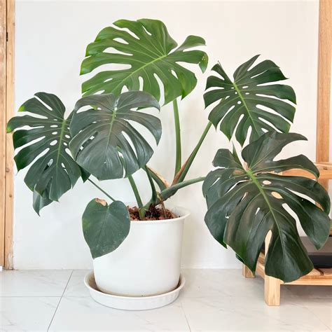 Monstera deliciosa s typickými dierovanými listami