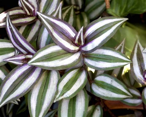 Detail listov Tradescantia Zebrina