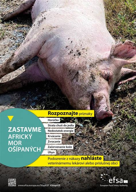 Infografika o šírení afrického moru ošípaných