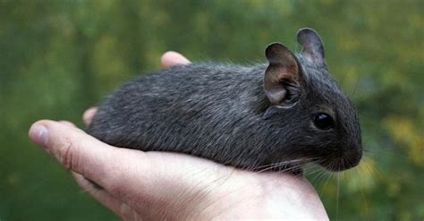 Mapa Čile s vyznačeným pohorím Andy a oblasťou výskytu osmáka degu
