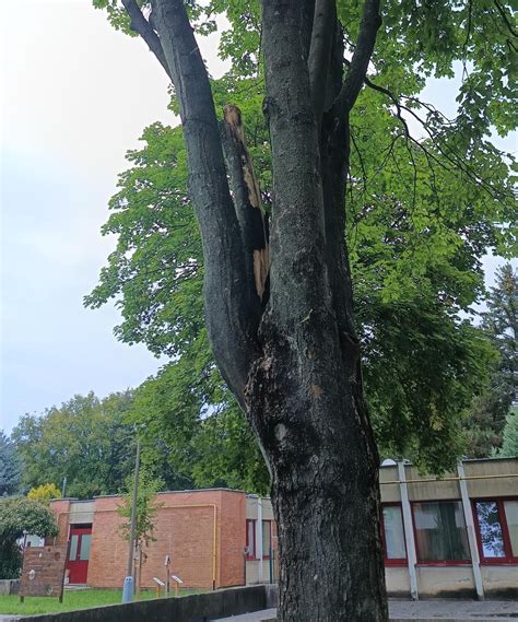 Strom napadnutý hubovým ochorením