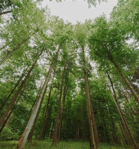 Dendrologické posúdenie stromu
