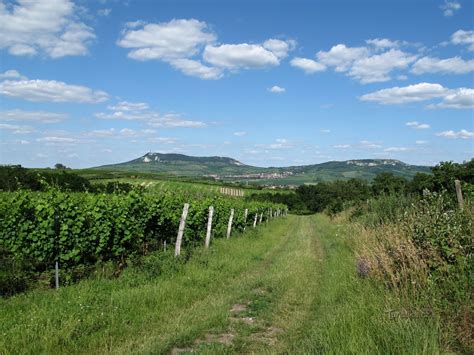 Vinohrady na svahoch v okolí Sebechleb