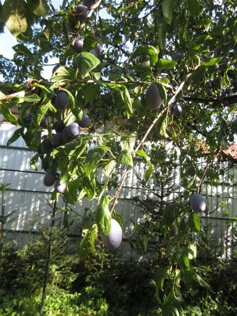Záhrada s ovocnými stromami a chatkou