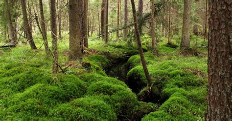 Lesné pozemky na Slovensku