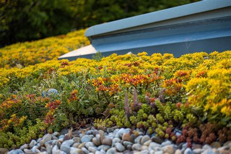 Extenzívna zelená strecha s rozchodníkmi