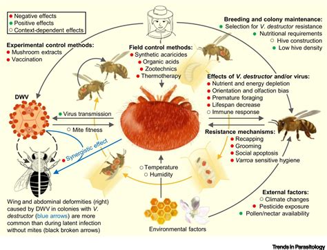 Diagram životného cyklu klieštika varroa v trúdom plode