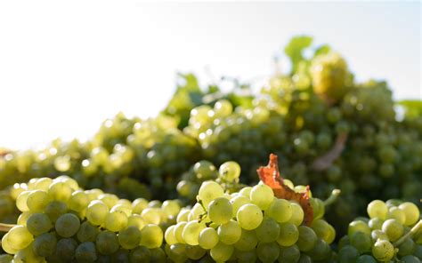 Panorama Svätého Jura s Malými Karpatmi v pozadí