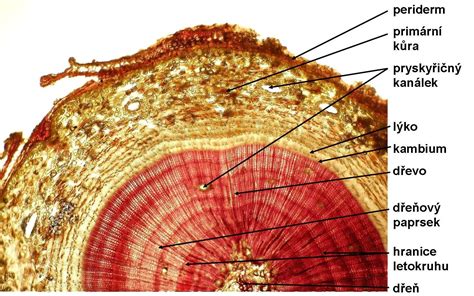 Detail poškodeného dreva v krovi