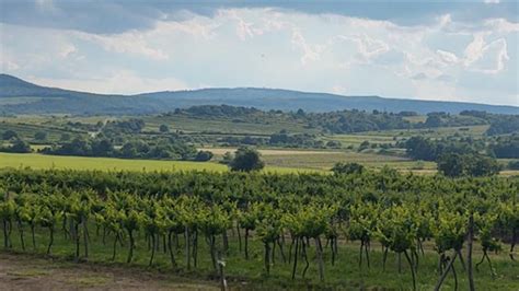 Panoráma Pezinka s vinohradmi