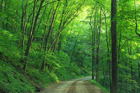 Forest road in a natural landscape
