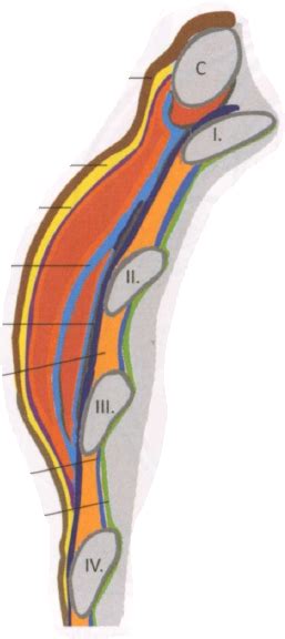 Diagram znázorňujúci vrstvy tunelovej konštrukcie