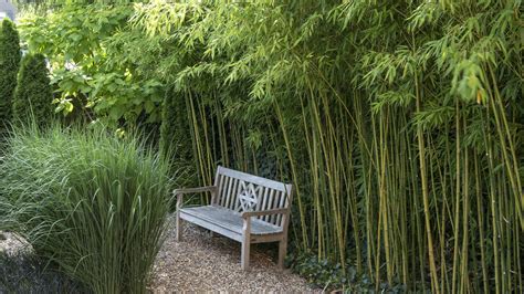 Výsadba bambusu v záhrade