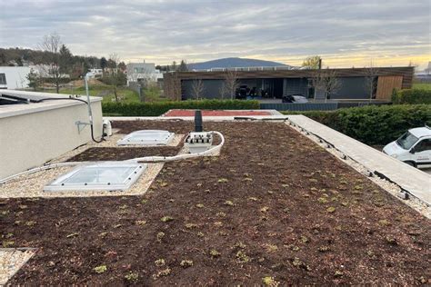 Detailný pohľad na rozchodníky na zelenej streche