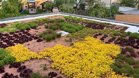 Farebná mozaika rozchodníkov na extenzívnej zelenej streche