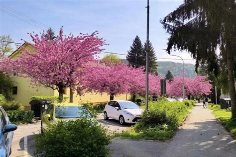 Japonské čerešne na ulici v Banskej Bystrici