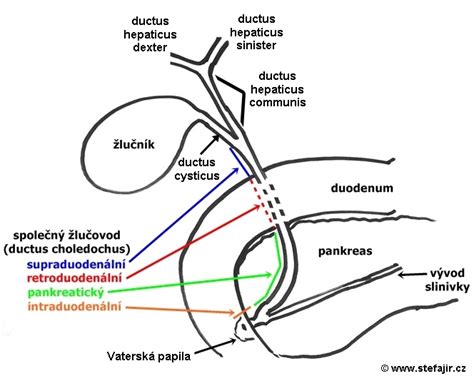 Anatomický nákres panenskej blany