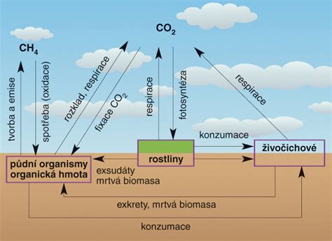 Ilustrácia cyklu rozkladu organickej hmoty