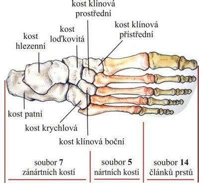 Anatómia nožnej klenby