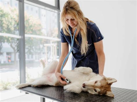 ilustrácia modernej veterinárnej ambulancie s dobre vybavenou čakárňou