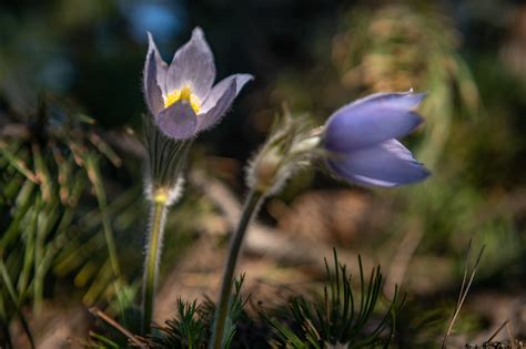 Rozkvitnutý poniklec slovenský na lúke Malej Fatry