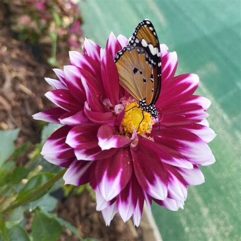 Motýlia záhrada s exotickými motýľmi