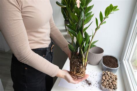 Detail stoniek a listov zamiokulkasu