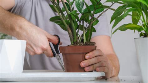 Odrezky listov zamiokulkasu pripravené na zakorenenie