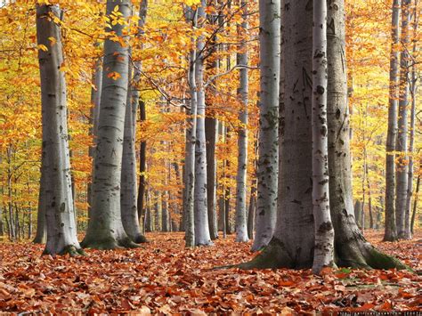 Ilustračná fotografia lesného pozemku s cestou