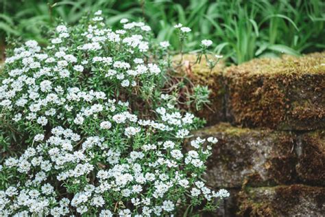 Kala s bielymi a farebnými kvetmi v záhrade